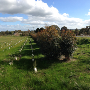 Two Great Brands Become One | Sure Gro 4-2016060714652601748852 | ODS